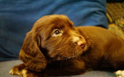 Cocker Spaniel dogs for sale: Working cocker spaniels  - Image 7
