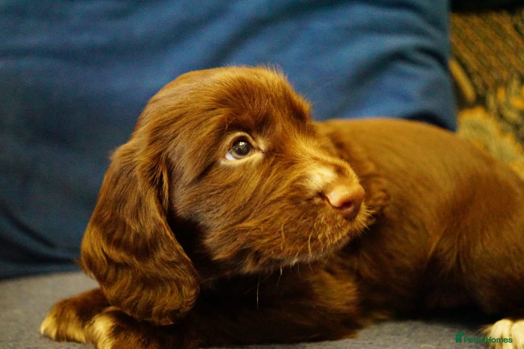 Cocker Spaniel dogs for sale: Working cocker spaniels  - Image 7