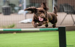 Cocker Spaniel dogs for stud: Working Chocolate Cocker Spaniel for Stud  - Image 5