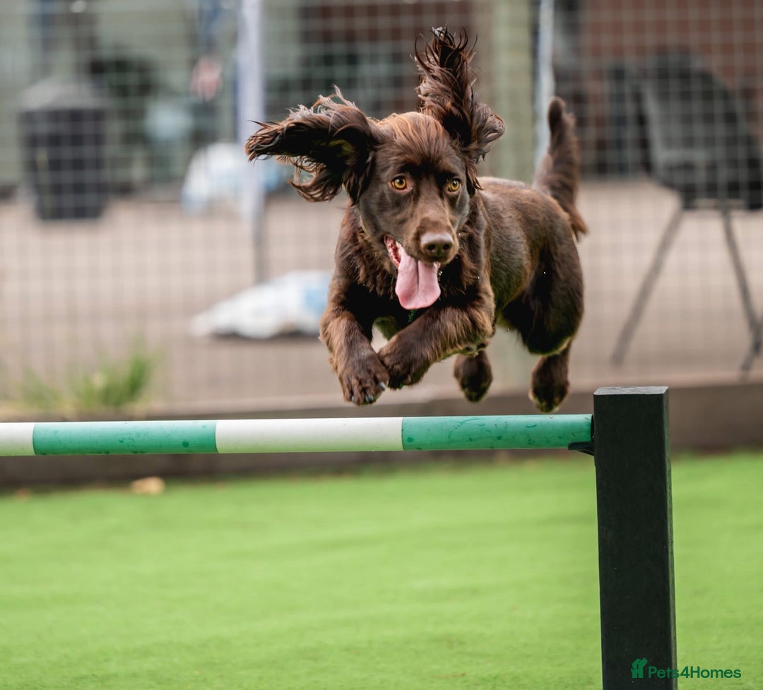 Cocker Spaniel dogs for stud: Working Chocolate Cocker Spaniel for Stud  - Image 5