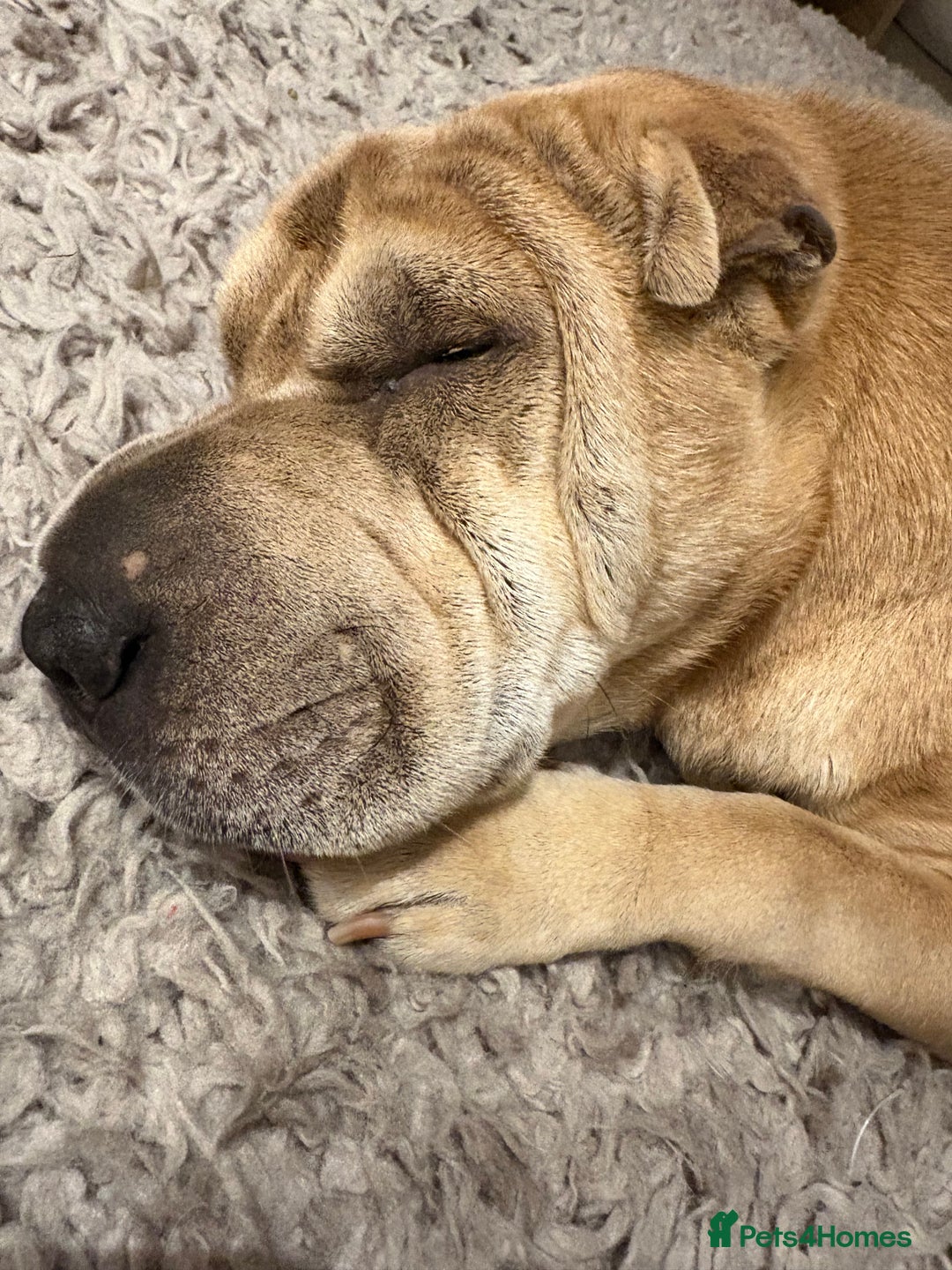 Shar Pei dogs for stud: Looking for a stud! - Advert 3