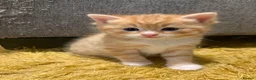 British Longhair cats for sale: Stunning Female Ginger Kittens - Advert 20