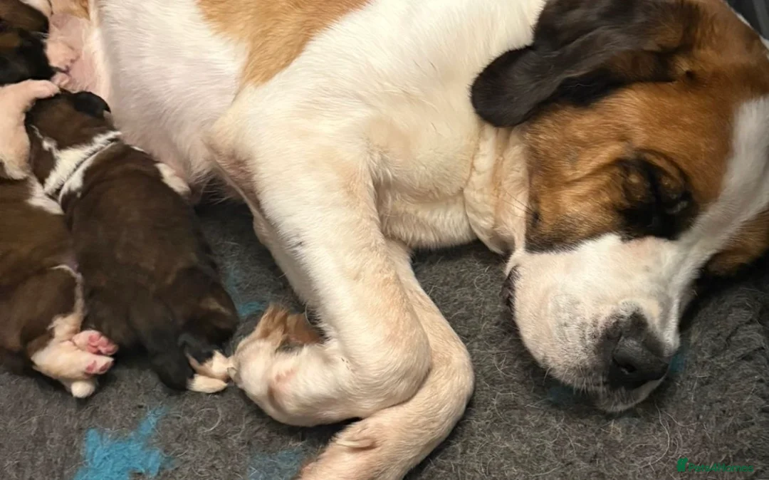 Saint Bernard dogs for sale: Outstanding Saint Bernard KC Reg Puppies  - Advert 2