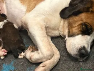 Saint Bernard dogs Outstanding Saint Bernard KC Reg Puppies - Advert 1