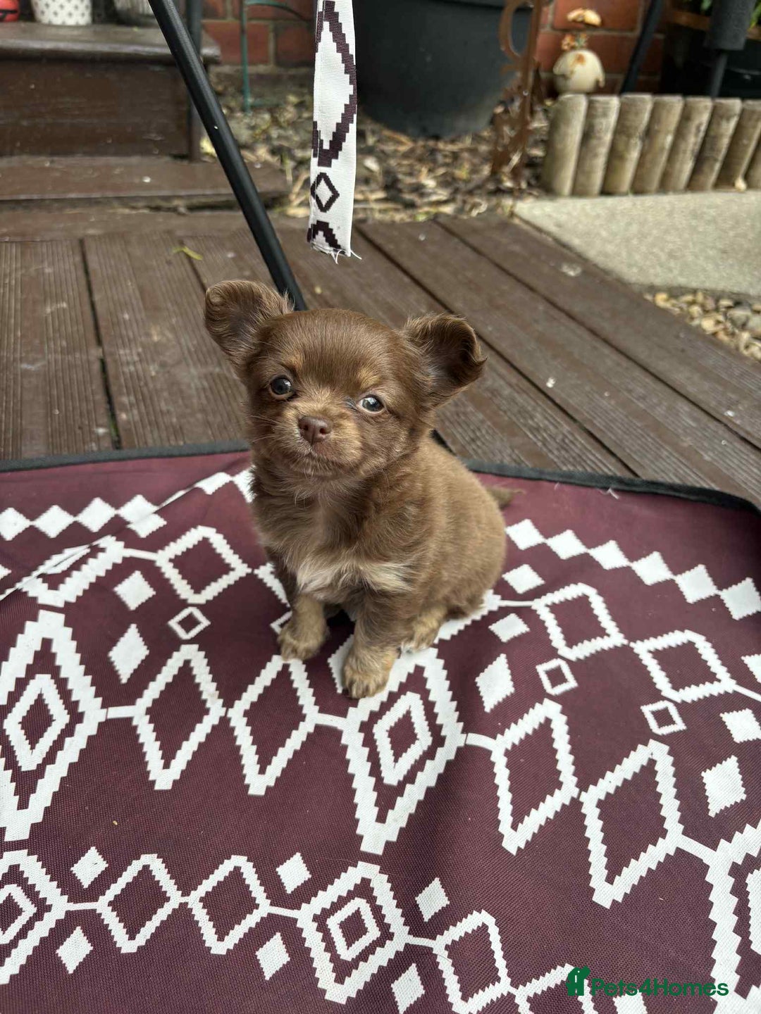 Chihuahua dogs for sale: Beautiful long hair Chihuahua girl for sale - Image 5