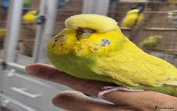 Budgerigars birds for sale: auction until the 17th next Wednesday - Image 3