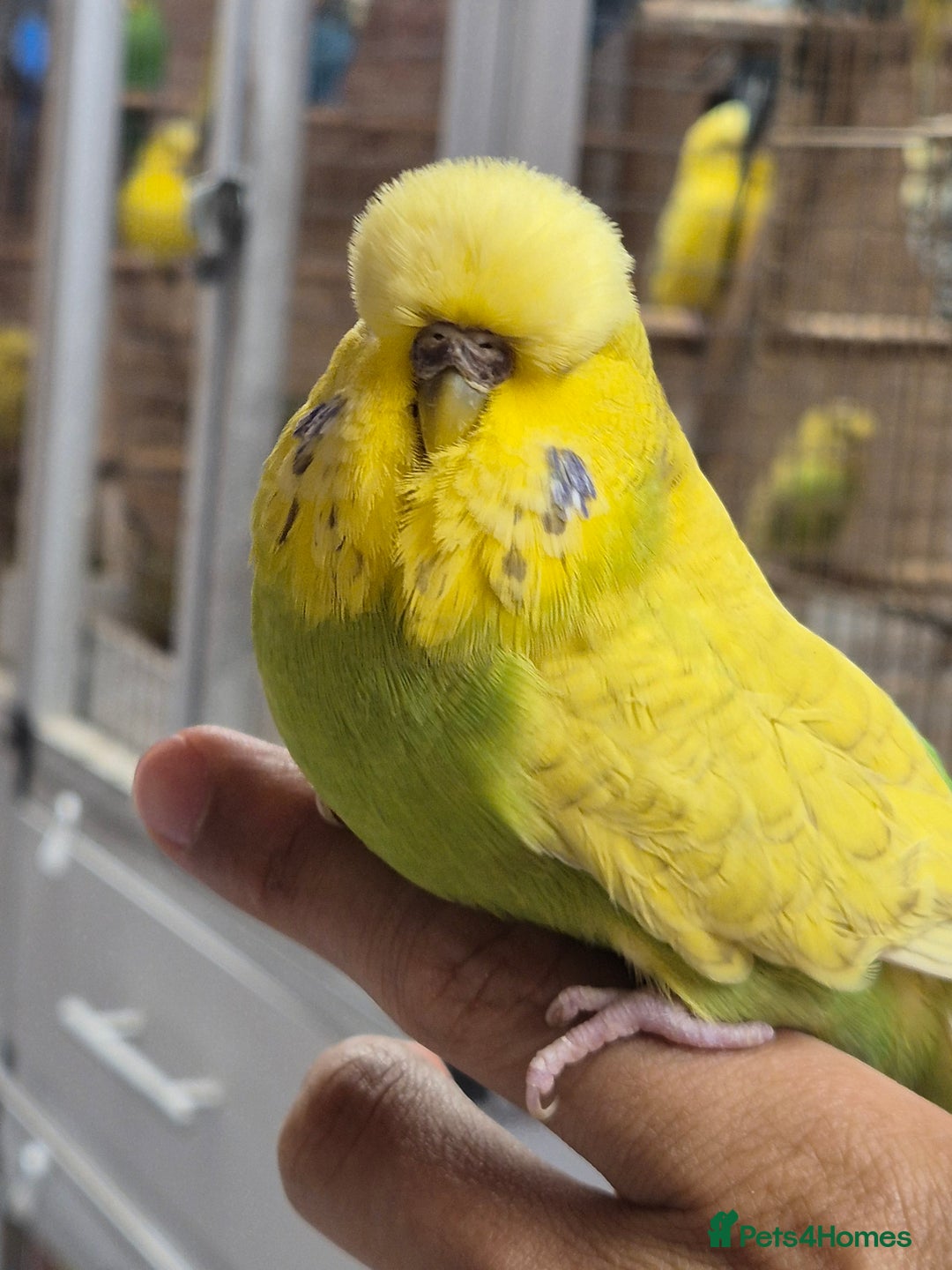 Budgerigars birds for sale: auction until the 17th next Wednesday - Image 3