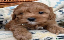 Cockapoo dogs for sale: ❤️ Tiny Deep Red Miniature F1b Cockapoo Pup's  - Image 13