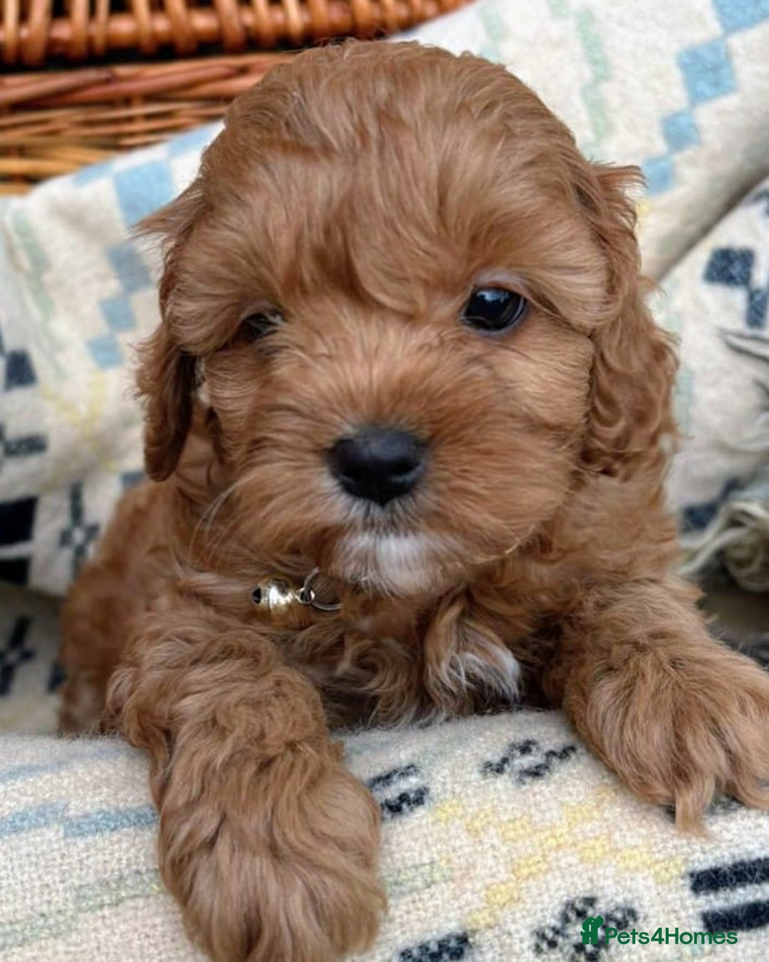 Cockapoo dogs for sale: ❤️ Tiny Deep Red Miniature F1b Cockapoo Pup's  - Image 13