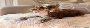 Cockapoo 4