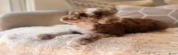 Cockapoo dogs for sale: ** RARE F1B CHOC MERLE & CREAM COCKAPOOS **  - Advert 3