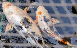 Koi Carp fish for sale: KOI FOR SALE - Image 2