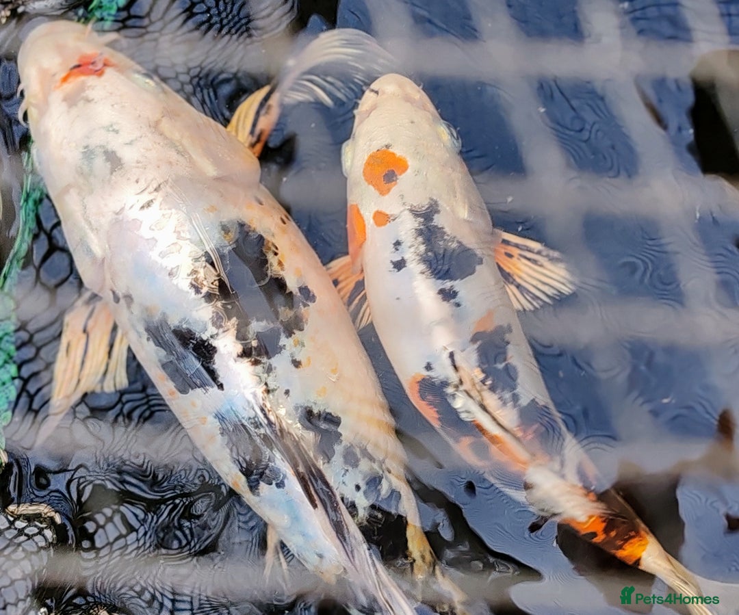 Koi Carp fish for sale: KOI FOR SALE - Image 2