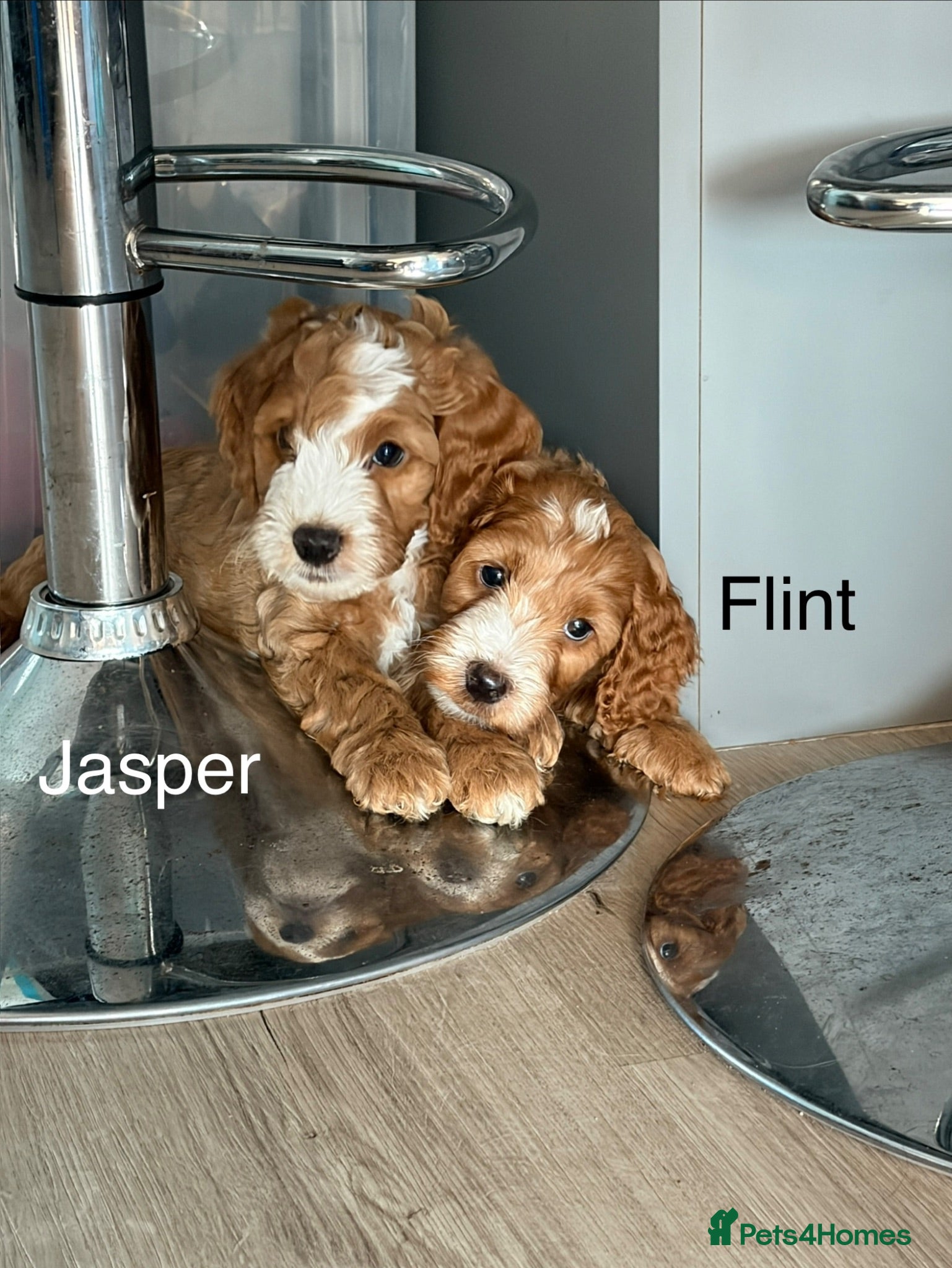 Cockapoo dogs Beautiful F2 Cockapoos  - Advert 4