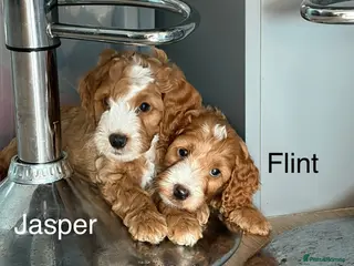 Cockapoo dogs Beautiful F2 Cockapoos - Advert 4