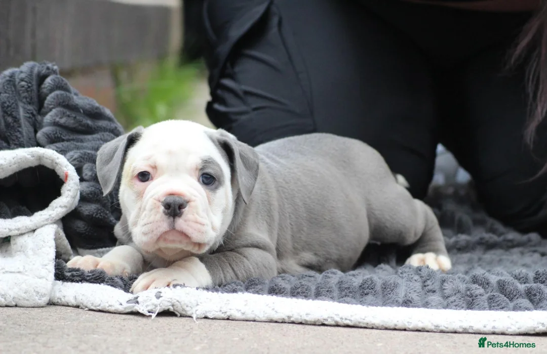 Olde English Bulldogge dogs for stud: NEBBR REGISTERED OLDE ENGLISH BULLDOGGE STUD in Worcester - Advert 11