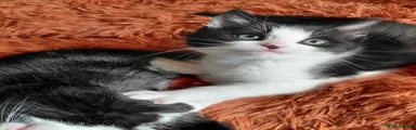 Mixed Breed Kitten 4