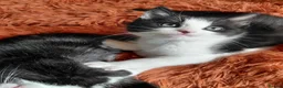 Mixed Breed cats for sale: 5 tuxedo kitten 9 weeks in Romford - Advert 6