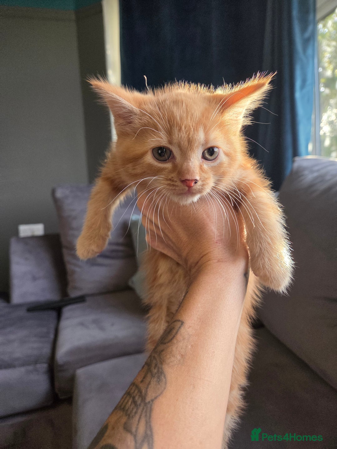 Mixed Breed cats for sale: 3 kittens ready for forever homes - Advert 6