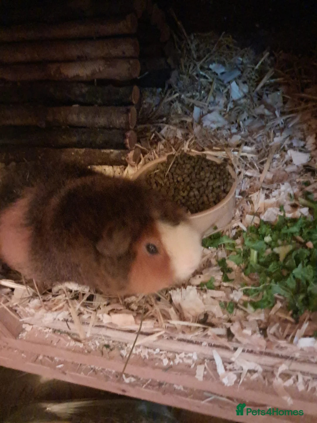 Guinea Pig rodents for sale: BEAUTIFUL PURE BABY BOY CALIFORNIANS AND TEDDIES. - Advert 7