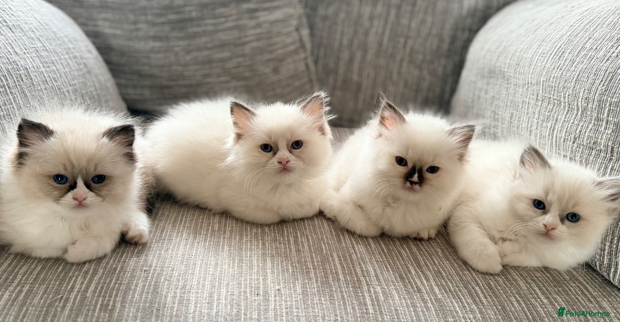 Ragdoll cats GCCF Ragdoll Kittens Championlines  - Advert 1