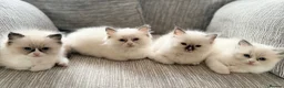 Ragdoll cats for sale: GCCF Ragdoll Kittens Championlines  - Advert 1