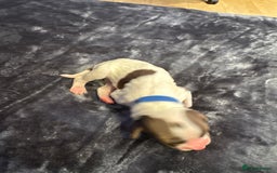 English Springer Spaniel dogs for sale: KC Quality English Springer Spaniels - Image 20