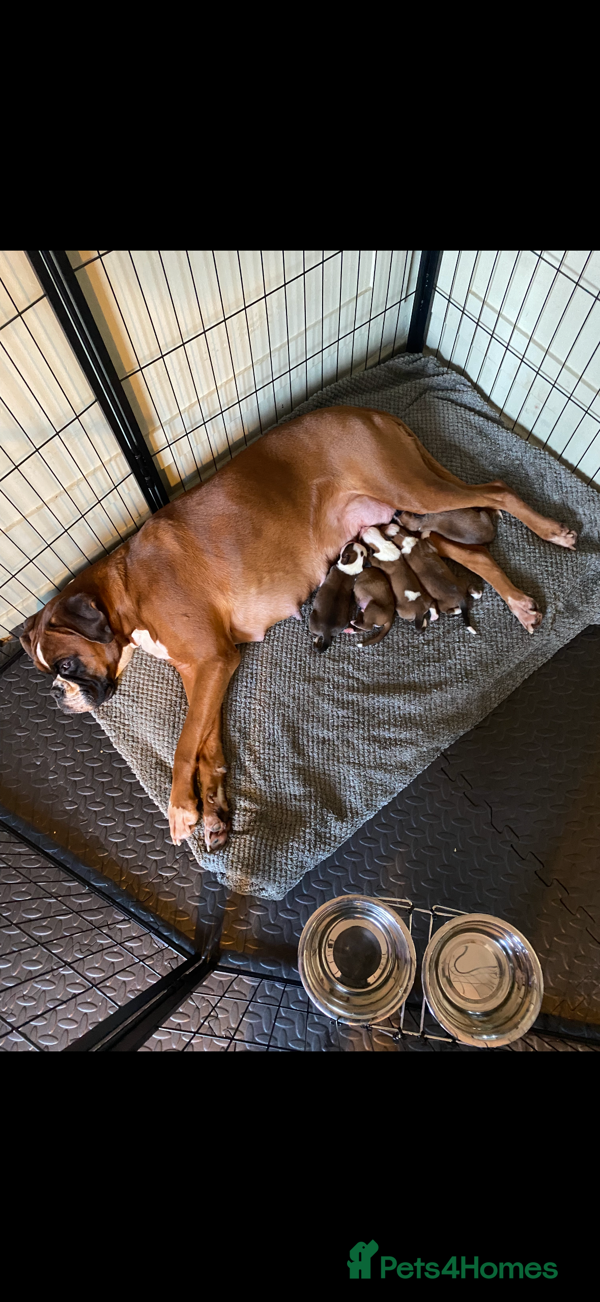 Boxer dogs KC BOXER PUPPIES - Advert 6