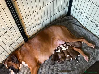 Boxer dogs KC BOXER PUPPIES - Advert 6