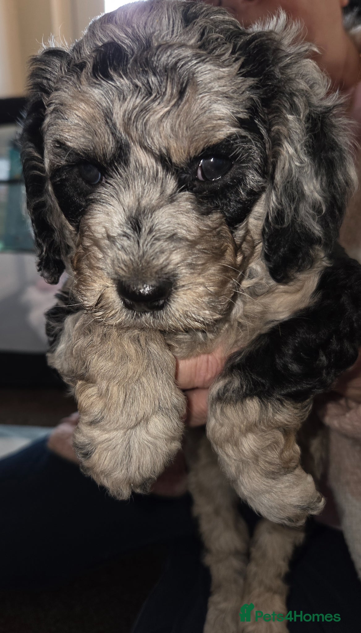 Cockapoo dogs F1b Cockapoo puppies - Advert 3