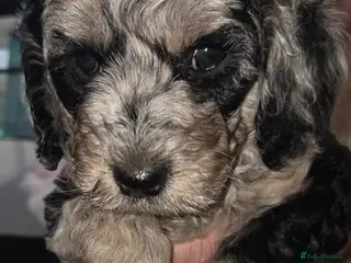 Cockapoo dogs F1b Cockapoo puppies - Advert 3