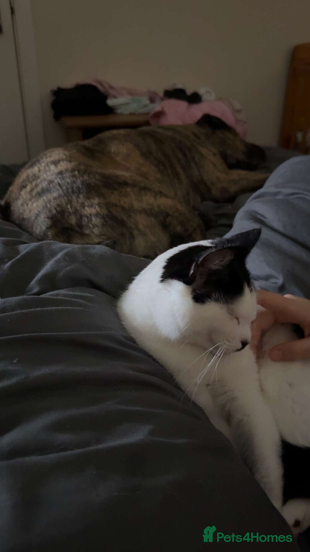 Presa Canario dogs for sale: Loving presa canario - Advert 3