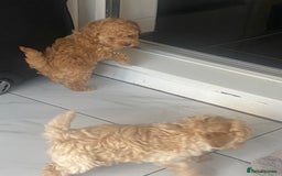 Toy Poodle dogs for sale: Male toy poodles - Image 6