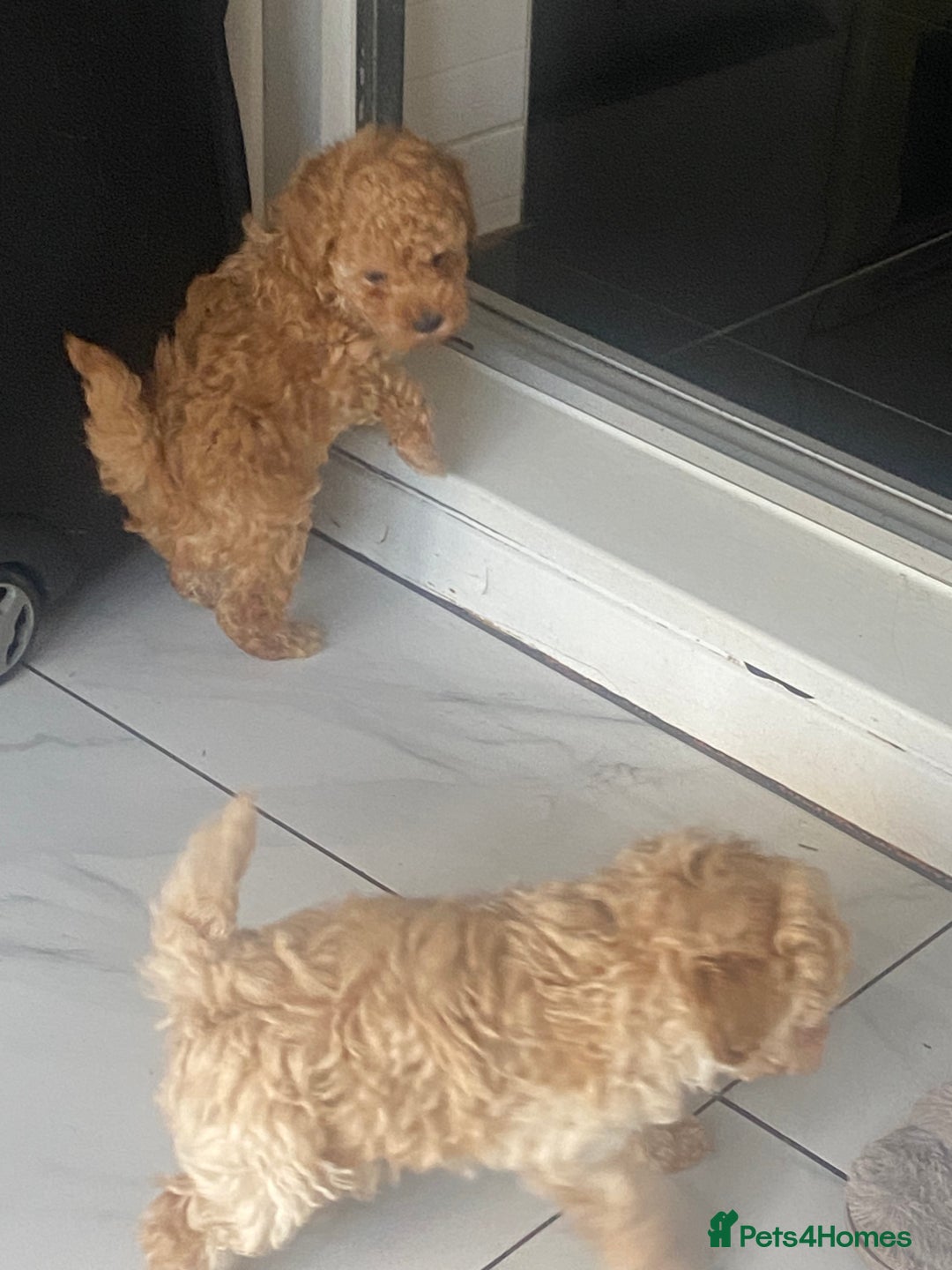 Toy Poodle dogs for sale: Male toy poodles - Image 6