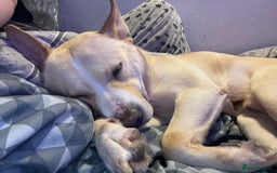 Mixed Breed dogs for sale: Loving dog to a good home  - Image 7