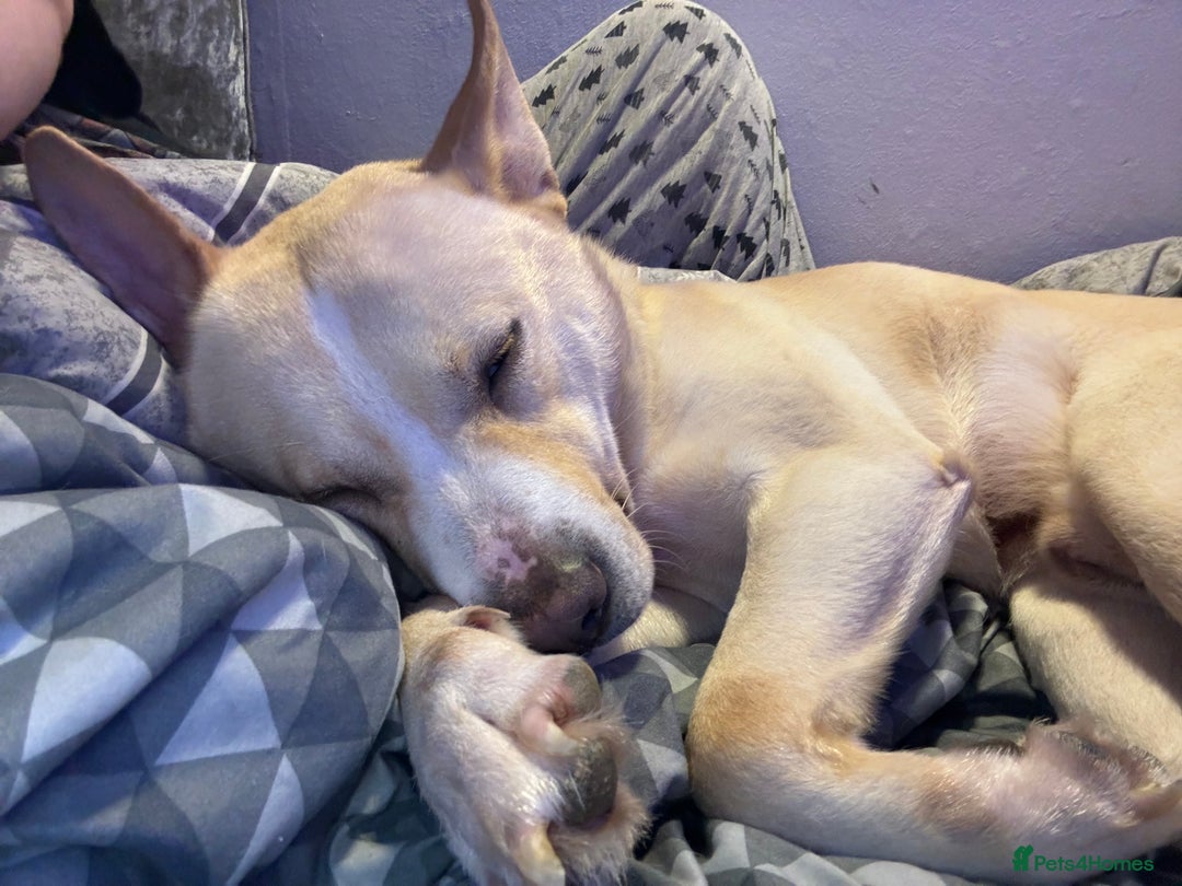 Mixed Breed dogs for sale: Loving dog to a good home  - Image 7