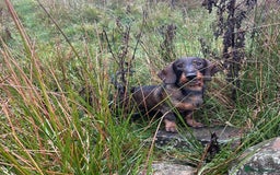 Dachshund dogs for stud: COI 0% North Yorkshire Wire Haired Dachshund Stud - Image 5