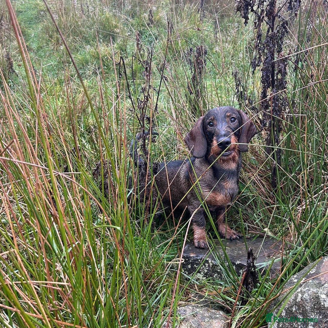 Dachshund dogs for stud: COI 0% North Yorkshire Wire Haired Dachshund Stud - Image 5