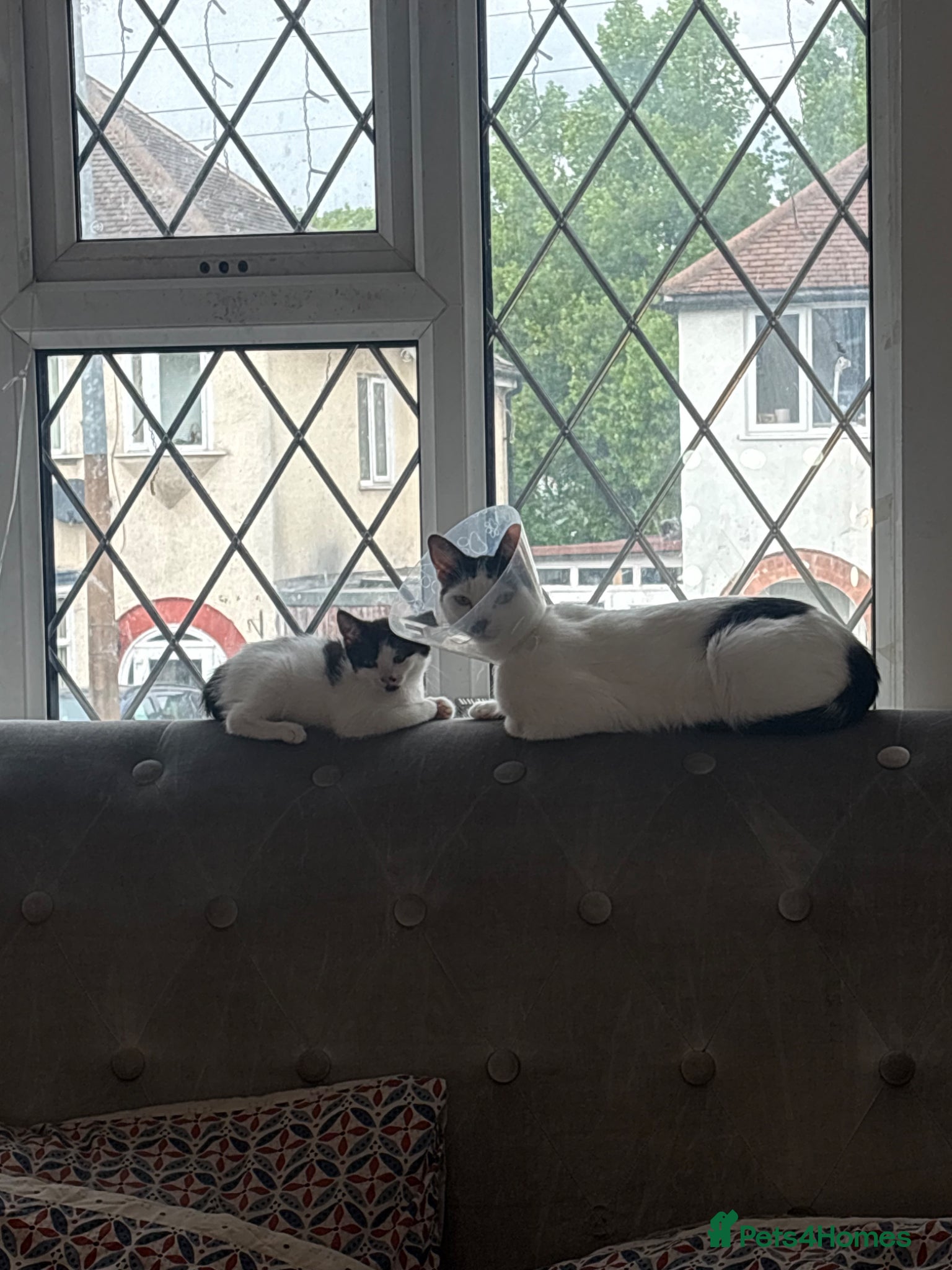 Mixed Breed cats One female kitten  - Advert 6