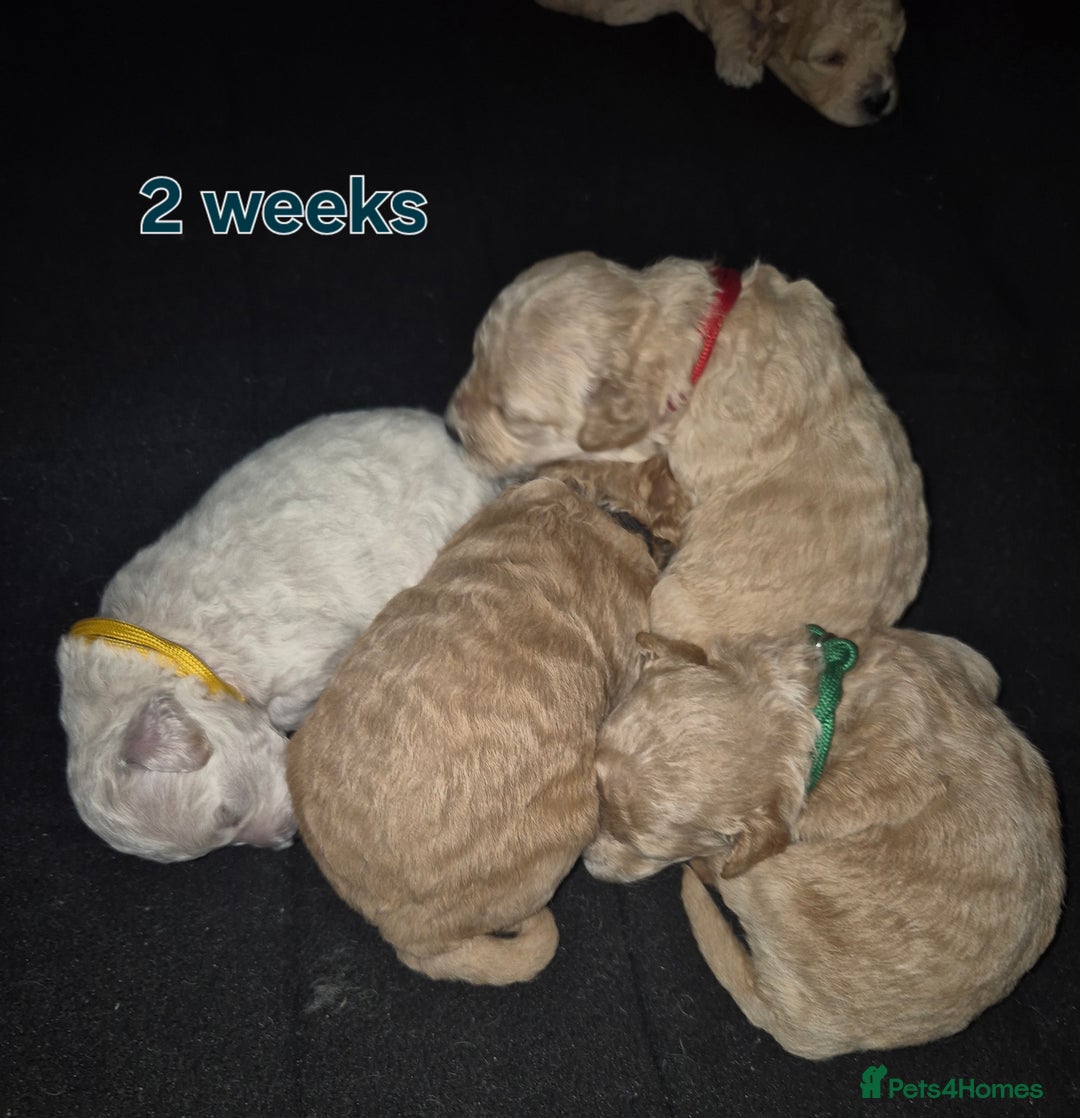 Poochon dogs for sale: Poochons - Image 8