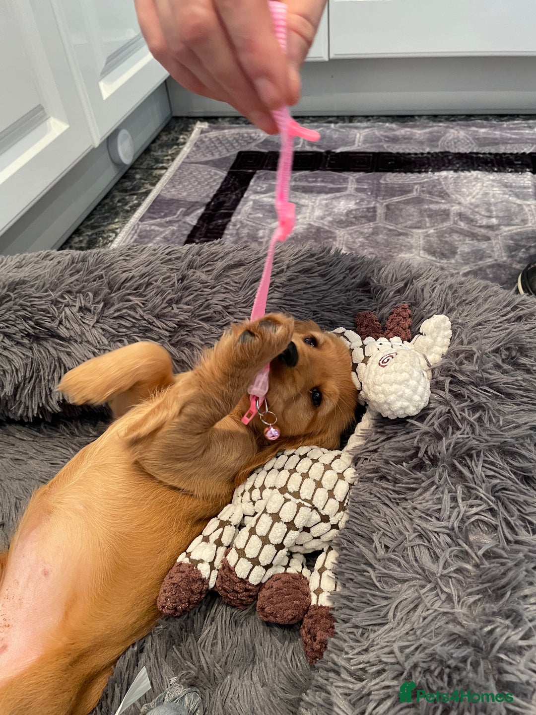 Cocker Spaniel dogs for sale:  Cocker spaniel puppies  - Advert 23