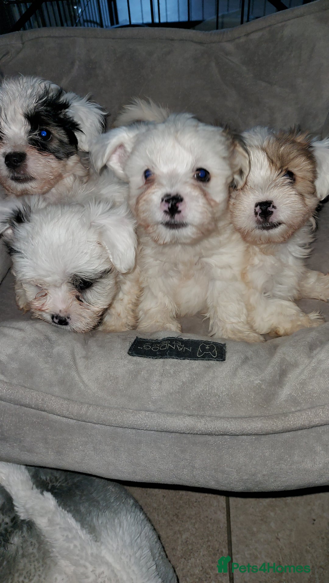 Yorkshire Terrier dogs for sale: Yorkshire terrier biewer  - Image 5