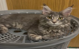 Maine Coon cats for sale: GCCF Registered ACTIVE Blue Maine Coon  - Image 2