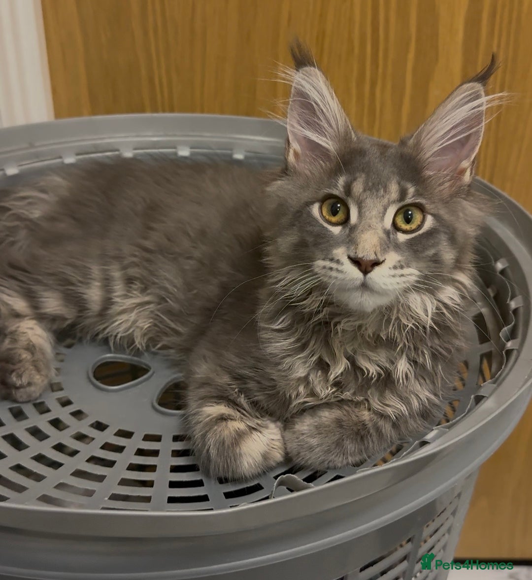 Maine Coon cats for sale: GCCF Registered ACTIVE Blue Maine Coon  - Image 2
