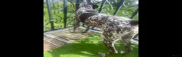 German Shorthaired Pointer dogs for sale: Premium GSP Puppies from Award-Winning Bloodlines - Advert 16
