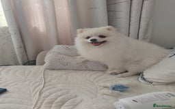 Pomeranian dogs for sale: Pure breed Pomeranian boy and girls  in London - Image 20