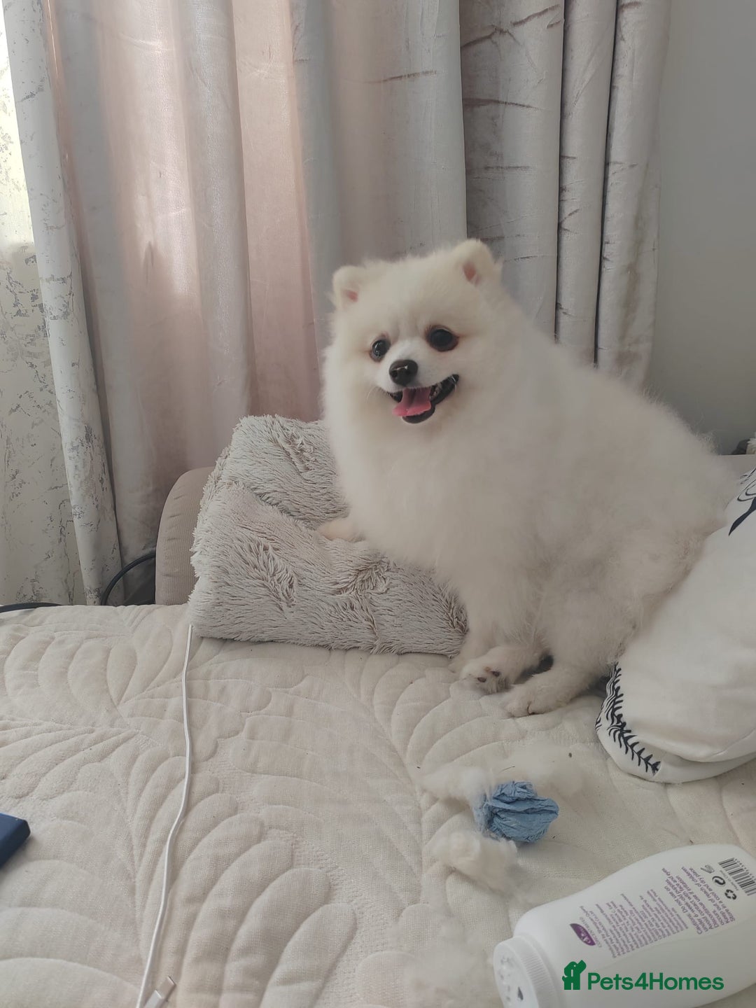 Pomeranian dogs for sale: Pure breed Pomeranian boy and girls  in London - Image 20