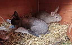 Mixed Breed rabbits for sale: Gorgeous tempered cute bonded mother daughter duo  - Image 9