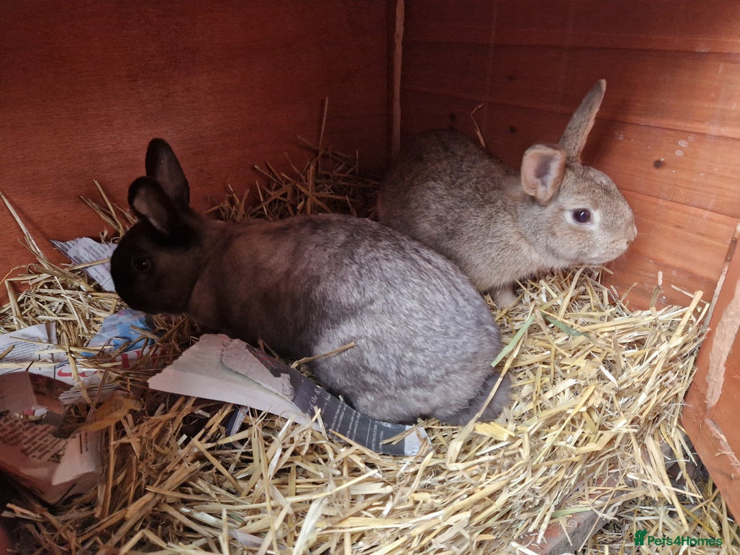 Mixed Breed rabbits for sale: Gorgeous tempered cute bonded mother daughter duo  - Image 9