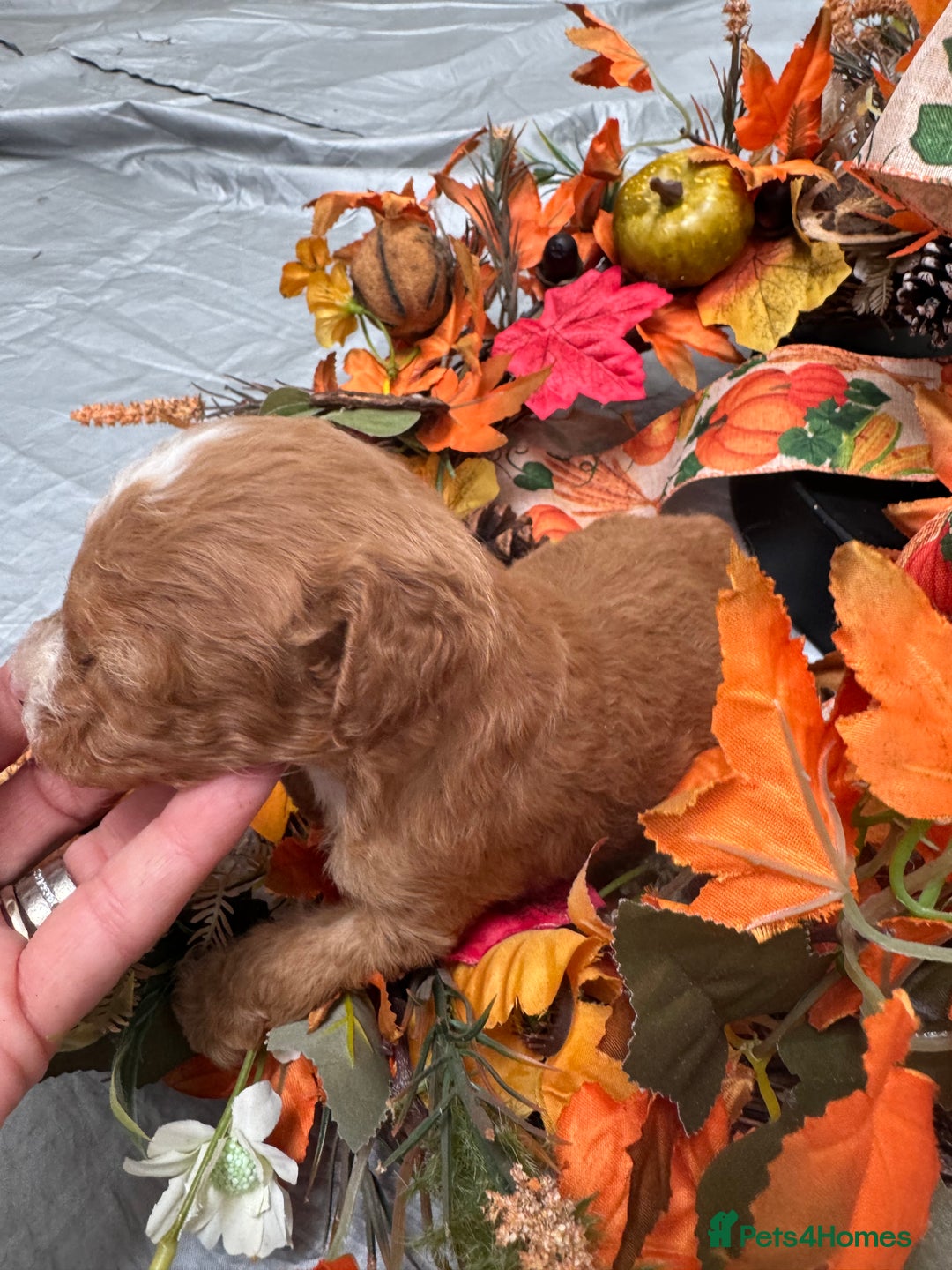 Cockapoo dogs for sale: STUNNING RED F1B COCKAPOO - Image 5